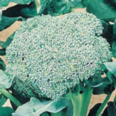 Picture for category Broccoli Plants