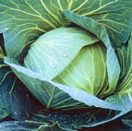 Picture for category Cabbage Plants