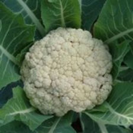 Picture for category Cauliflower Plants