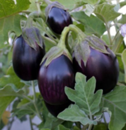 Picture for category Eggplant Plants