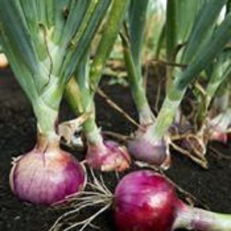 Picture for category Onion Plants