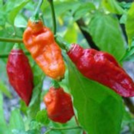 Picture for category Pepper Plants