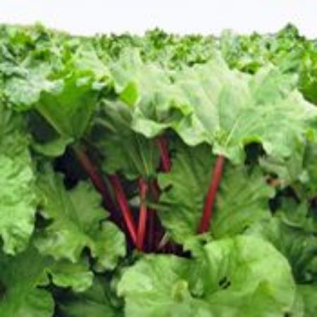 Picture for category Rhubarb Plants