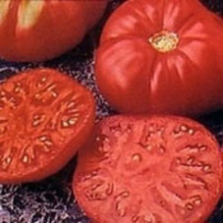 Picture for category Tomato Plants