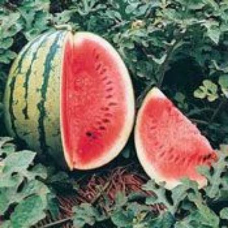 Picture for category Watermelon Plants
