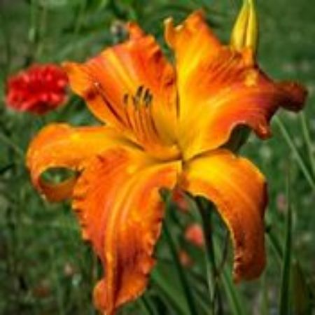 Picture for category Hemerocallis Plants