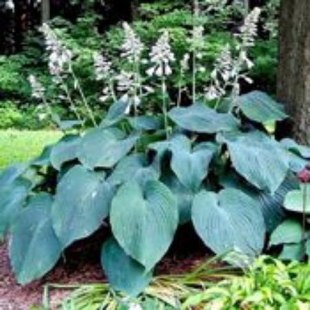 Picture for category Hosta Plants