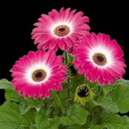 Picture for category Gerbera Plants