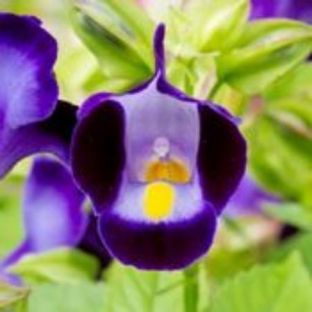 Picture for category Torenia Plants
