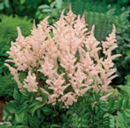 Picture for category Astilbe Plants