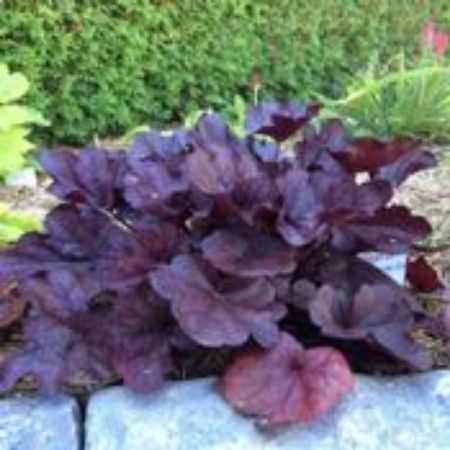 Picture for category Heuchera Plants