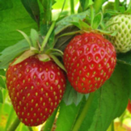 Picture for category Strawberry Plants