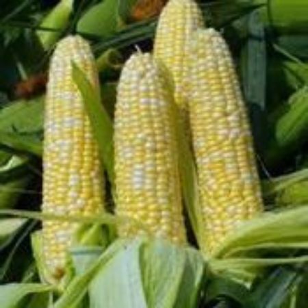 Picture for category Sweet Corn Plants