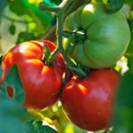 Picture for category Hybrid Tomato Plants