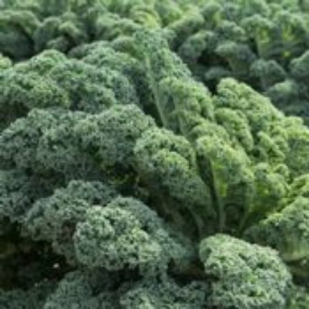 Picture for category Kale Plants