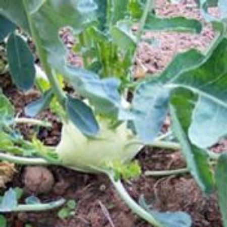 Picture for category Kohlrabi Plants