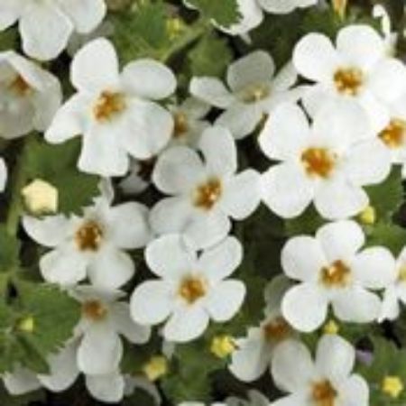 Picture for category Bacopa Plants