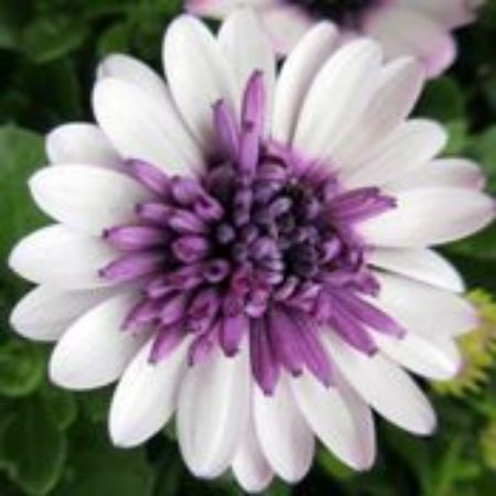 Picture for category Osteospermum Plants
