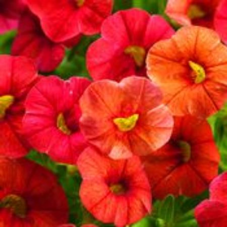 Picture for category Calibrachoa Plants