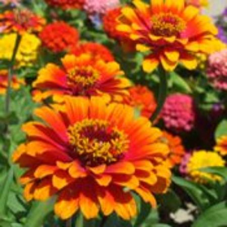 Picture for category Zinnia Plants