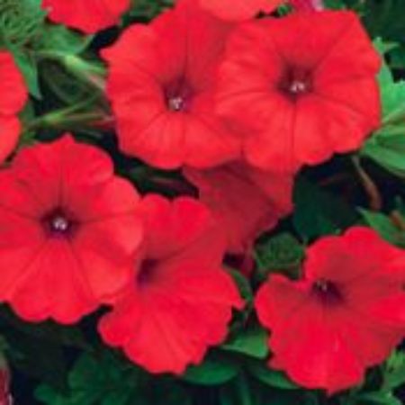 Picture for category Petunia Plants