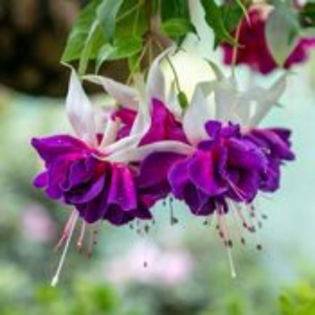 Picture for category Fuchsia Plants