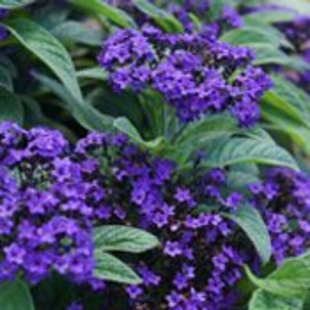 Picture for category Heliotrope Plants