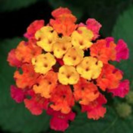 Picture for category Lantana Plants
