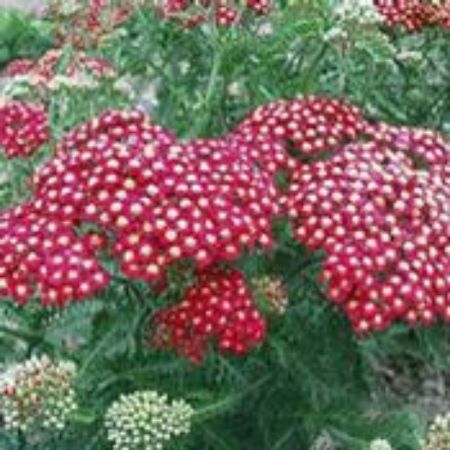 Picture for category Achillea Plants