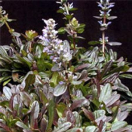 Picture for category Ajuga Plants