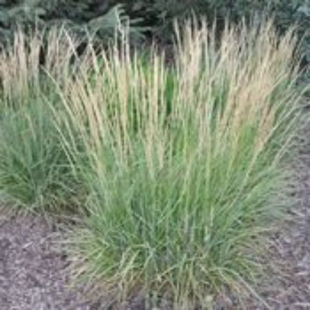 Picture for category Ornamental Grasses