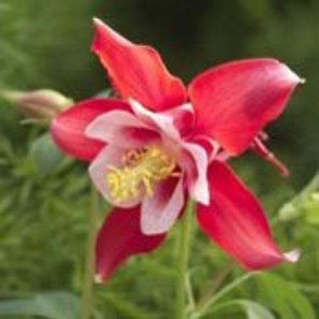 Picture for category Aquilegia Plants
