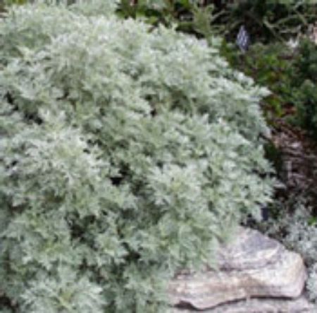 Picture for category Artemisia Plants