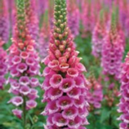 Picture for category Digitalis Plants