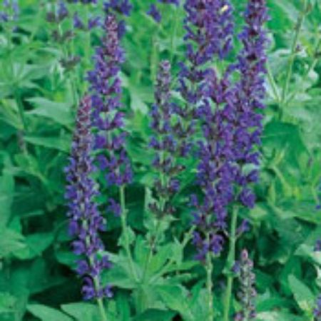Picture for category Salvia Plants