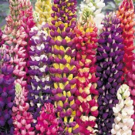 Picture for category Lupine Plants
