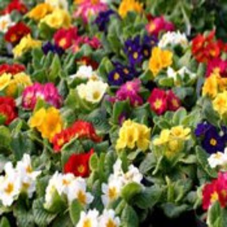 Picture for category Primrose Plants