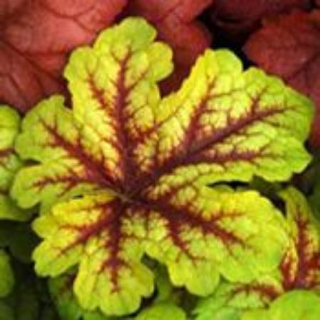 Picture for category Heucherella Plants