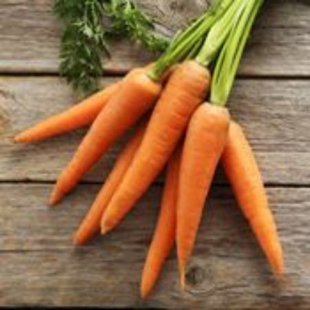 Picture for category Carrot Plants