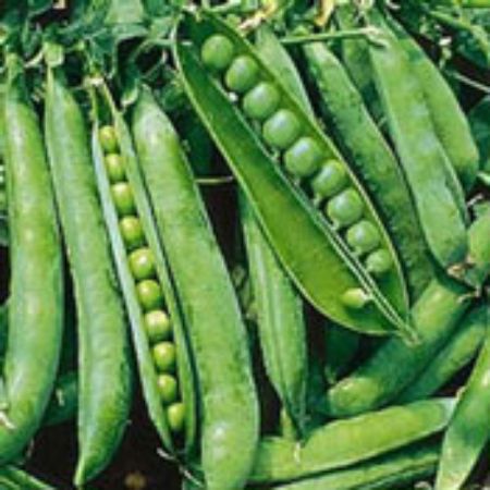Picture for category Pea Plants