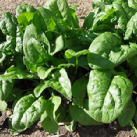 Picture for category Spinach Plants