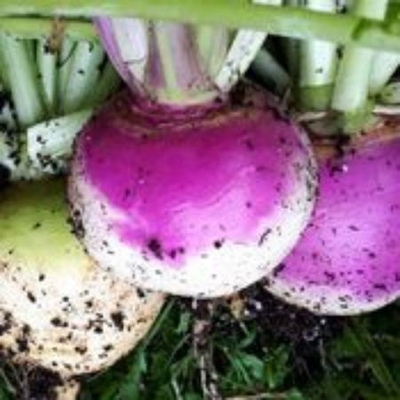 Picture for category Turnip Plants