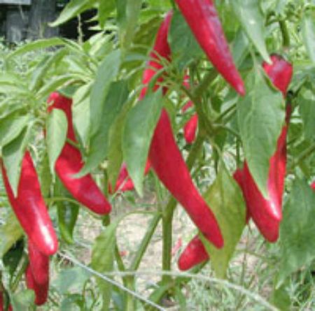 Picture for category Hot Pepper Plants