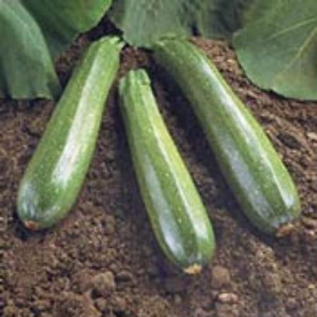 Picture for category Squash Plants