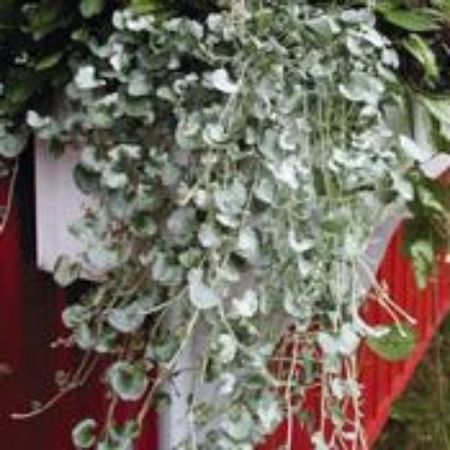 Picture for category Dichondra Plants