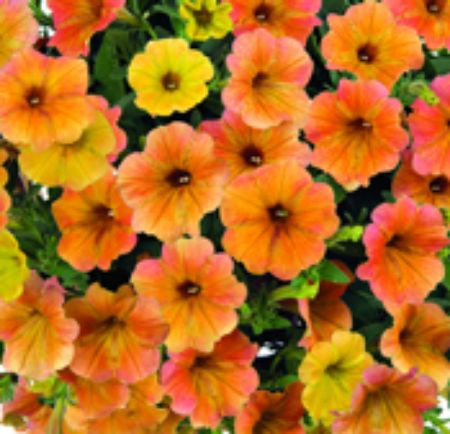 Picture for category Cascadias Petunia Plants