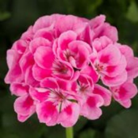 Picture for category Zonal Geranium Plants