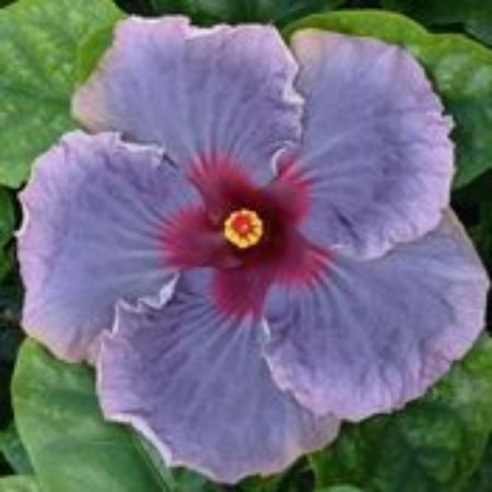 Picture for category Cajun Hibiscus Plants