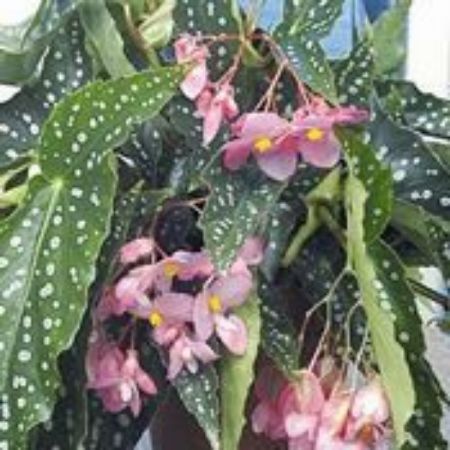 Picture for category Begonia Plants