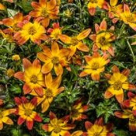 Picture for category Bidens Plants